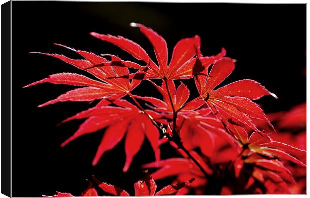Acer Canvas Print by Jamie Beck