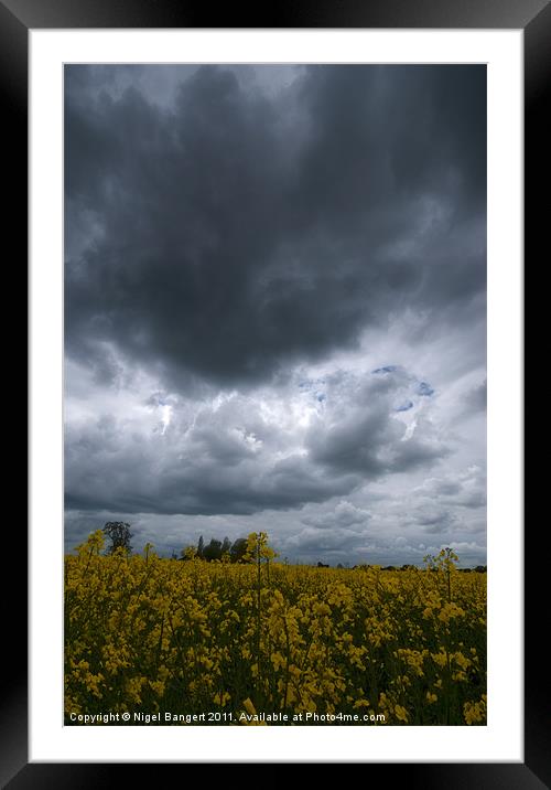 Storm over Rapeseed Field Framed Mounted Print by Nigel Bangert