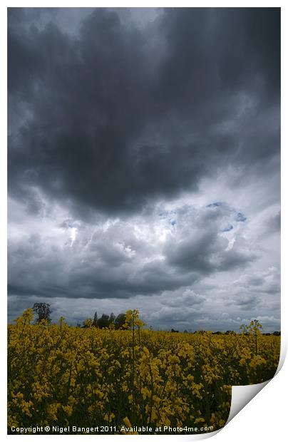 Storm over Rapeseed Field Print by Nigel Bangert