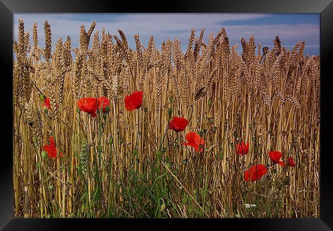 poppy corn Framed Print by kevin wise