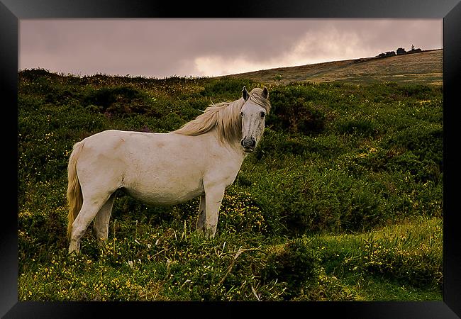 White Dartmoor Pony Framed Print by kevin wise
