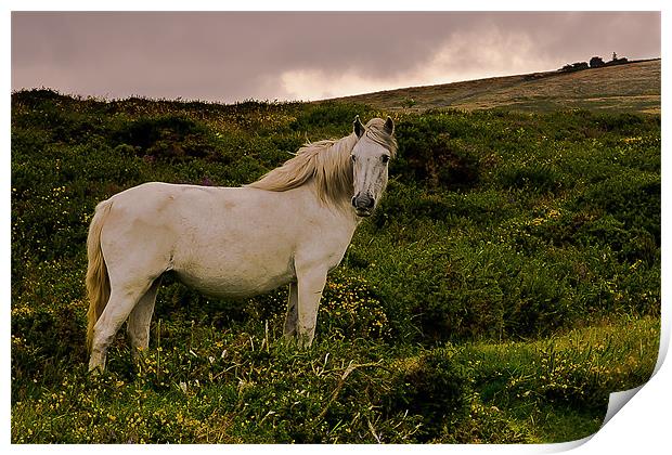 White Dartmoor Pony Print by kevin wise