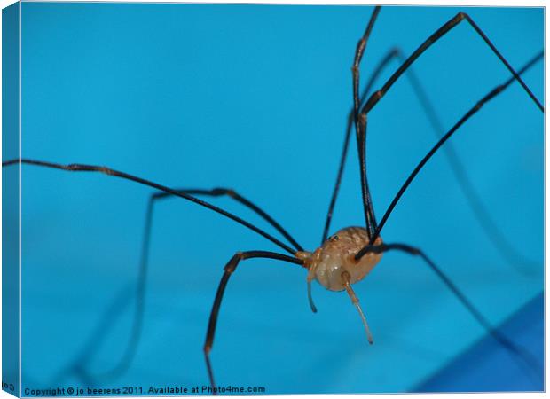 long legged blonde Canvas Print by Jo Beerens