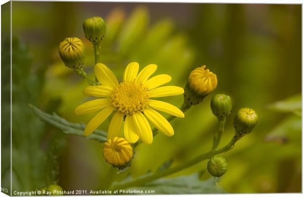 Common Ragwort Canvas Print by Ray Pritchard