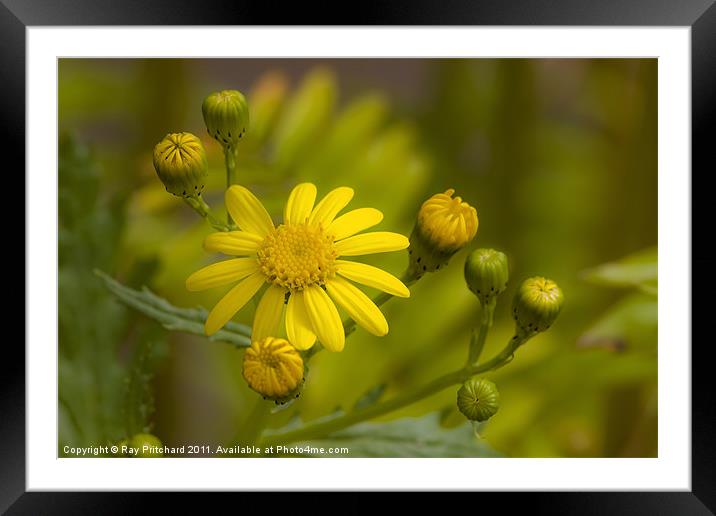 Common Ragwort Framed Mounted Print by Ray Pritchard