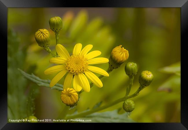 Common Ragwort Framed Print by Ray Pritchard