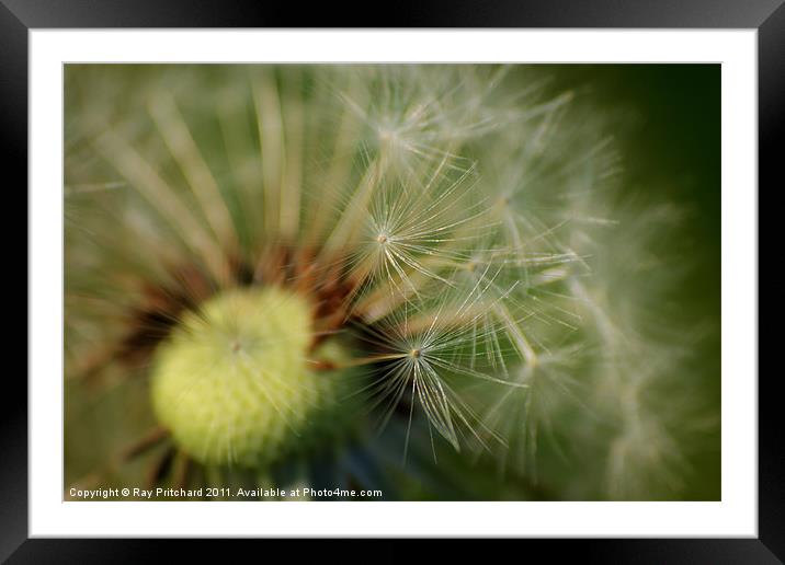 Dandelion Clock Framed Mounted Print by Ray Pritchard