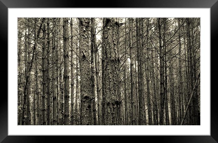 wood and trees Framed Mounted Print by Heather Newton