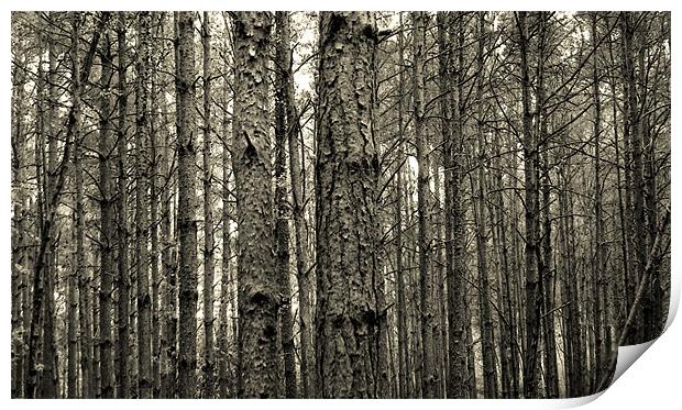 wood and trees Print by Heather Newton