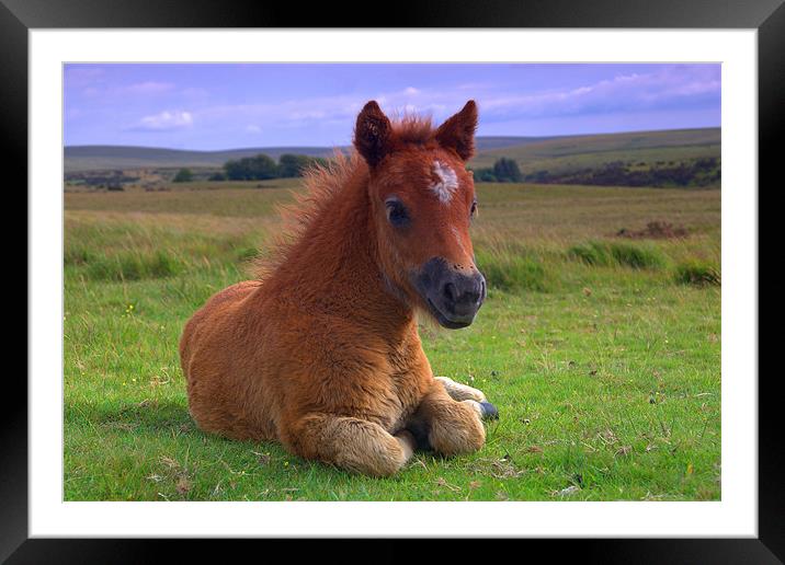Dartmoor Pony Framed Mounted Print by kevin wise