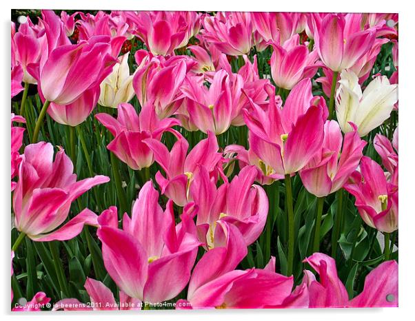 tulip wars Acrylic by Jo Beerens