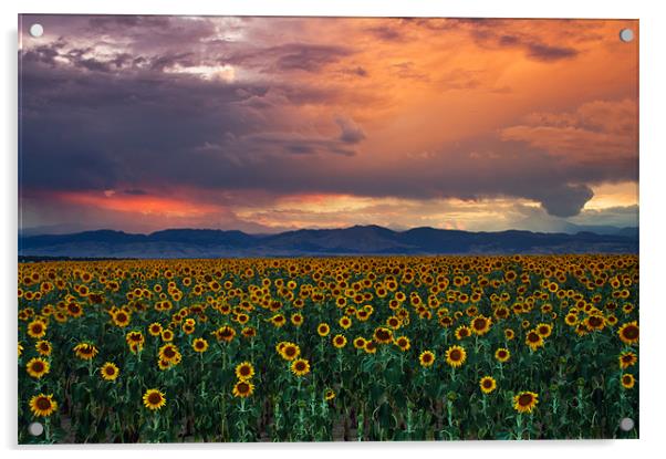God's Sunflower Sky Acrylic by John De Bord
