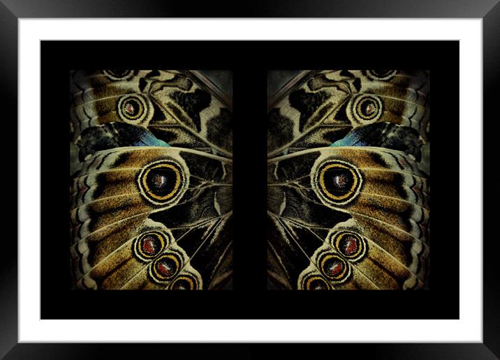 butterfly wings Framed Mounted Print by Heather Newton