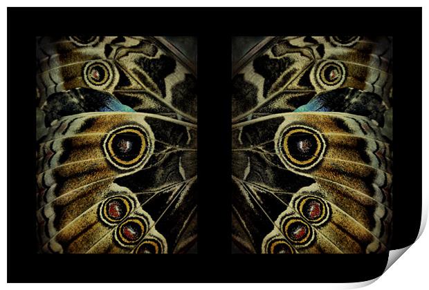butterfly wings Print by Heather Newton