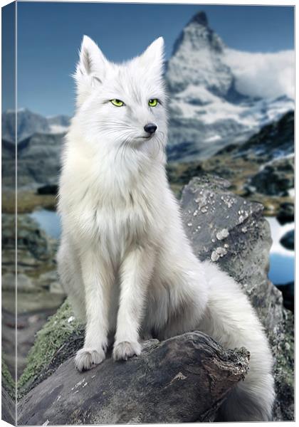 White Fox at Matterhorn Canvas Print by Julie Hoddinott