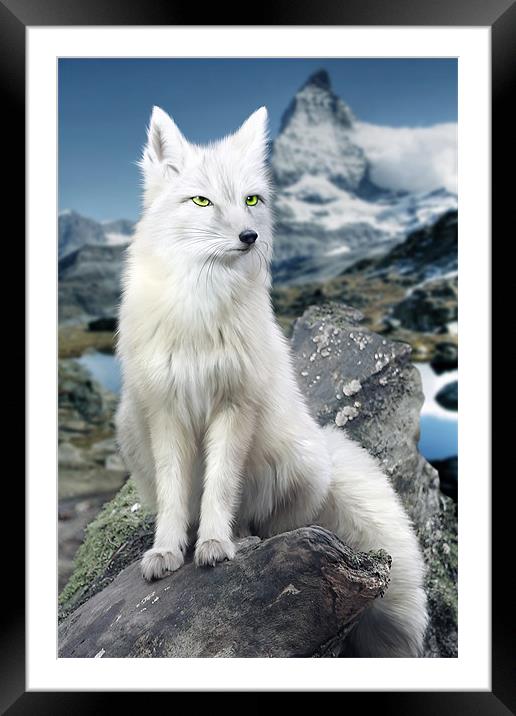 White Fox at Matterhorn Framed Mounted Print by Julie Hoddinott
