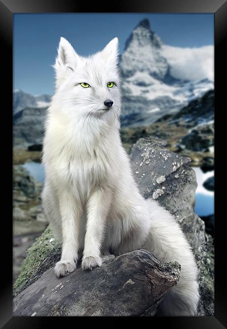 White Fox at Matterhorn Framed Print by Julie Hoddinott