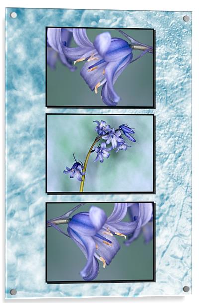 Bluebells Triptych Textured Background Acrylic by Steve Purnell