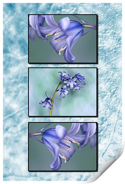 Bluebells Triptych Textured Background Print by Steve Purnell
