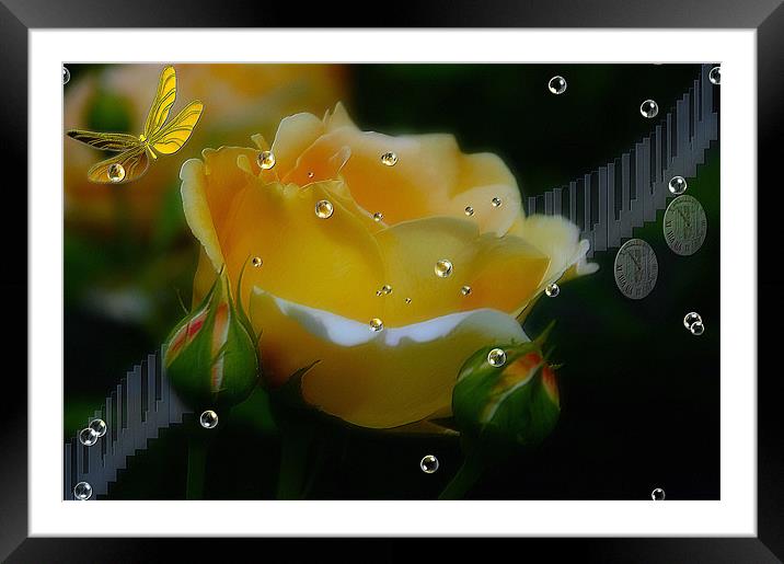 The Rose flower    Music in Time  Framed Mounted Print by Elaine Manley