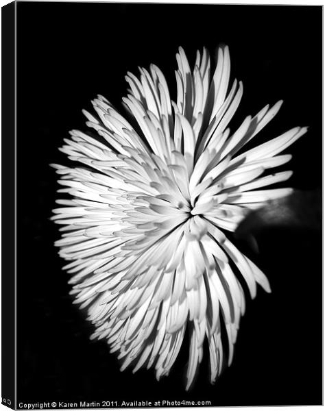 Spider Chrysanthemum Canvas Print by Karen Martin