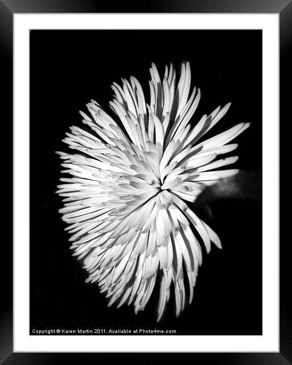 Spider Chrysanthemum Framed Mounted Print by Karen Martin