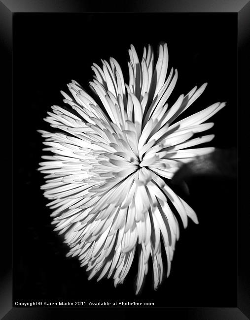Spider Chrysanthemum Framed Print by Karen Martin
