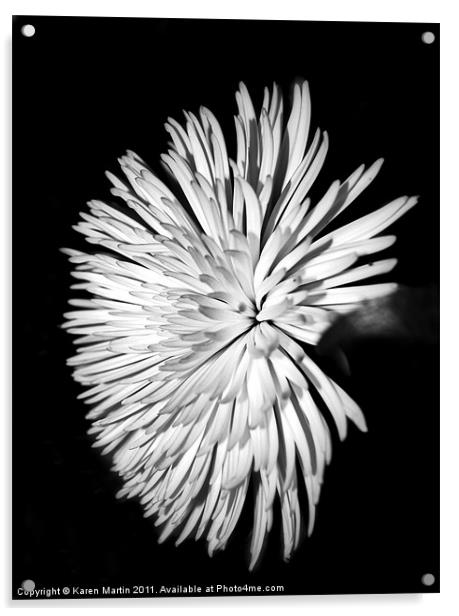 Spider Chrysanthemum Acrylic by Karen Martin