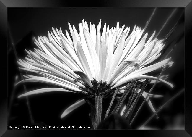 Spider Chrysanthemum Framed Print by Karen Martin