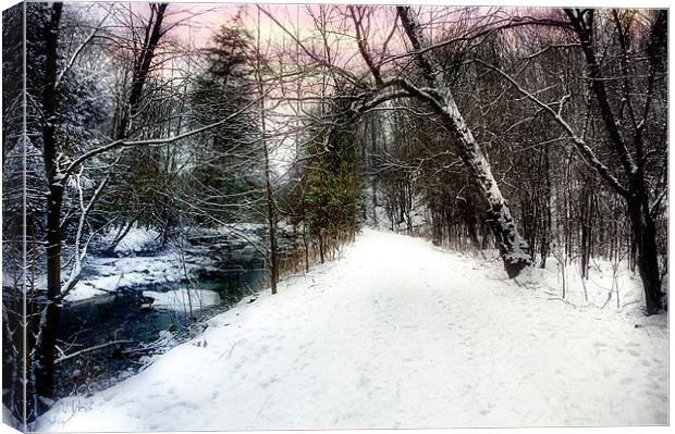 Snowy Trail Canvas Print by Elaine Manley