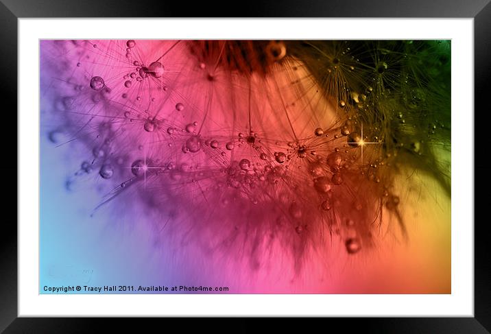 Clockwork Rainbow Dandelion Seed Framed Mounted Print by Tracy Hall