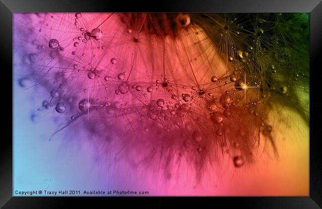 Clockwork Rainbow Dandelion Seed Framed Print by Tracy Hall