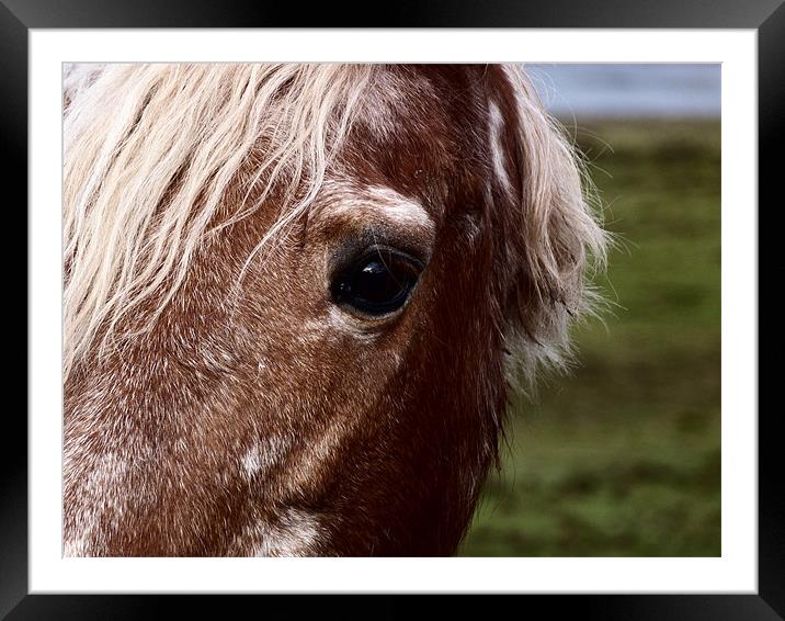 A Little Pony Called Jeff Framed Mounted Print by William Weston