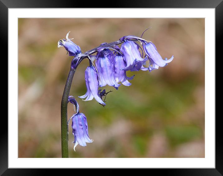 Dusty Bluebell Framed Mounted Print by William Weston