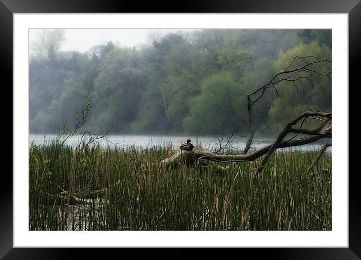 Alone on a Misty Day Framed Mounted Print by Elaine Manley