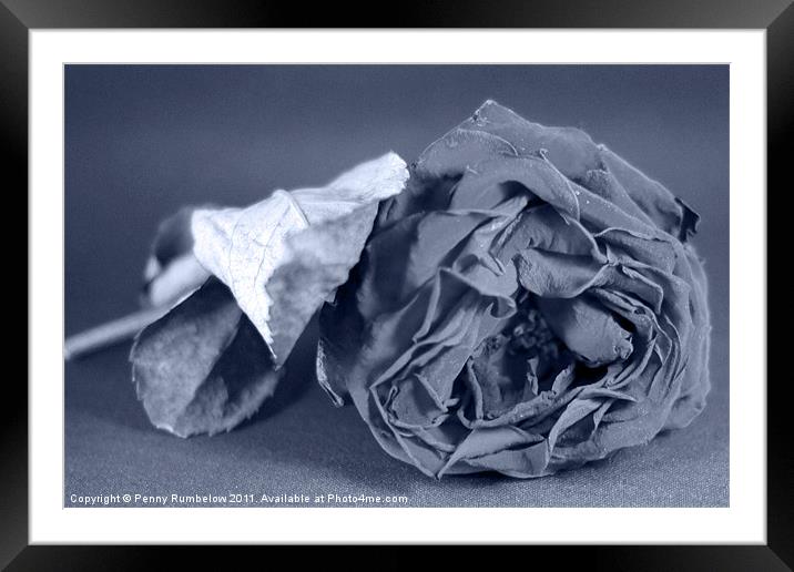 rose Framed Mounted Print by Elouera Photography