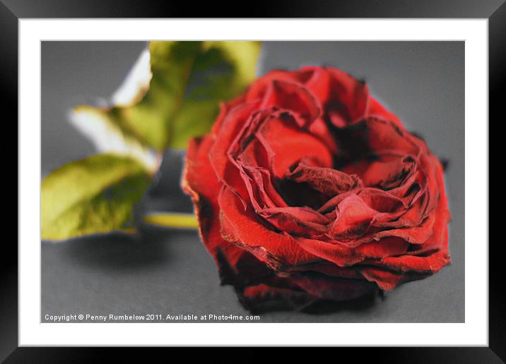red red rose Framed Mounted Print by Elouera Photography