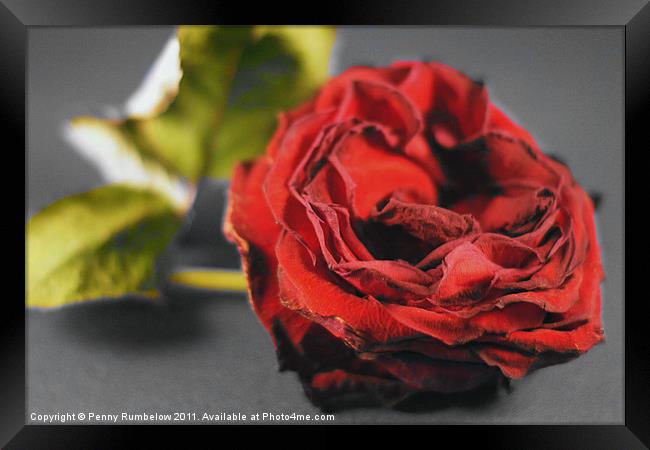 red red rose Framed Print by Elouera Photography