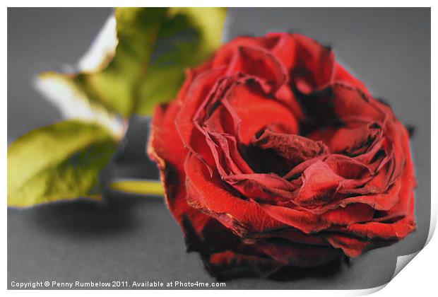 red red rose Print by Elouera Photography