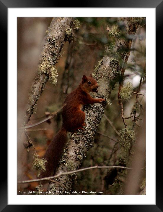 autumn squirrel Framed Mounted Print by john maclean