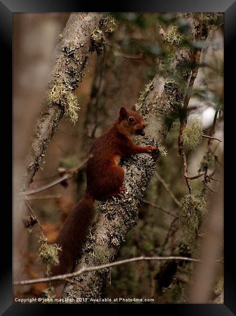 autumn squirrel Framed Print by john maclean