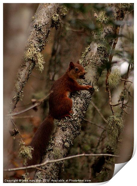 autumn squirrel Print by john maclean