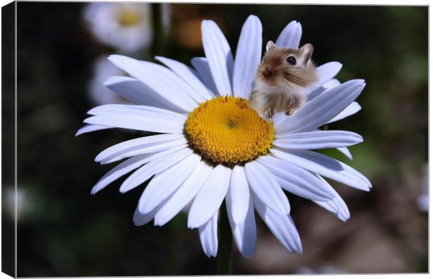 Daisy flower and hampster Canvas Print by Elaine Manley