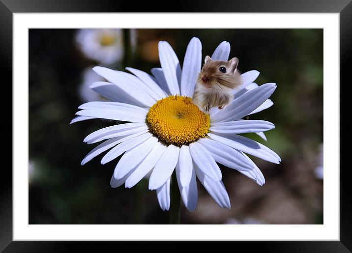 Daisy flower and hampster Framed Mounted Print by Elaine Manley
