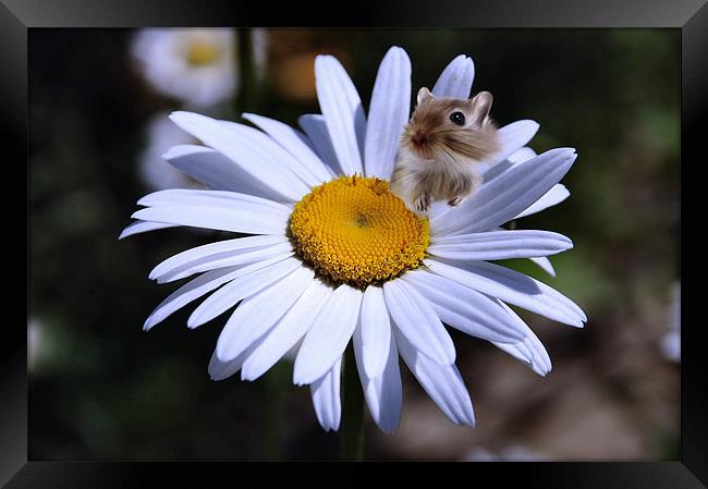 Daisy flower and hampster Framed Print by Elaine Manley