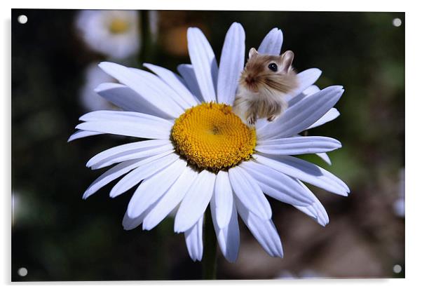 Daisy flower and hampster Acrylic by Elaine Manley