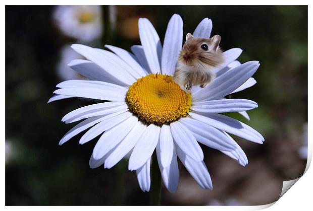 Daisy flower and hampster Print by Elaine Manley