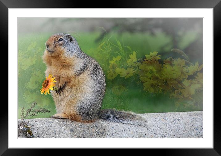 Columbian Ground Squirrel Framed Mounted Print by Elaine Manley