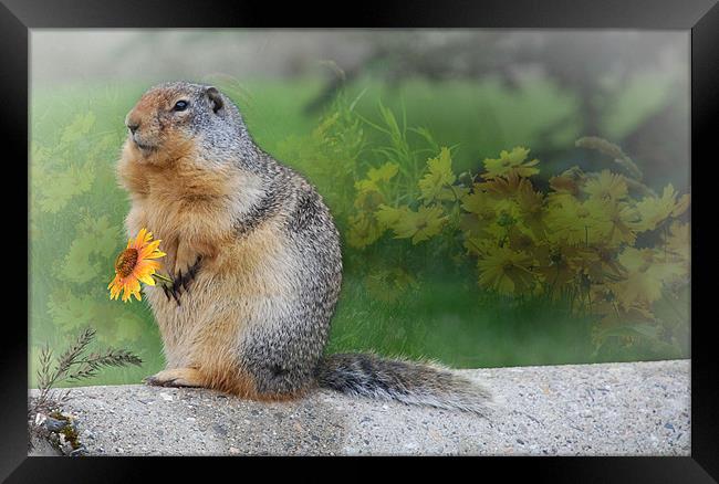 Columbian Ground Squirrel Framed Print by Elaine Manley