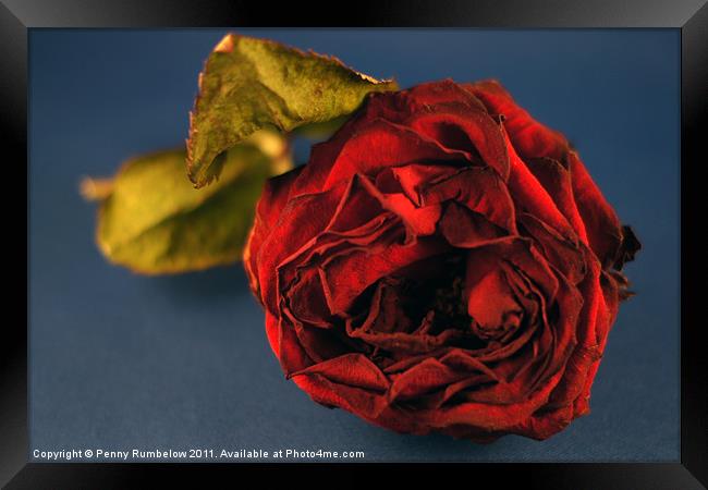 red rose Framed Print by Elouera Photography